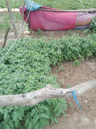 ટામેટાનો રોપ વેચવાનો છે,