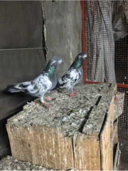 Kabootar