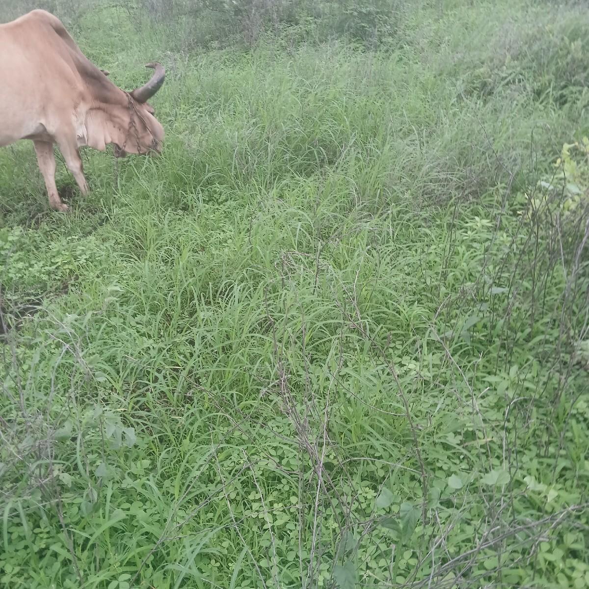 પાડો વેચવાનો છે પેલો વાળો