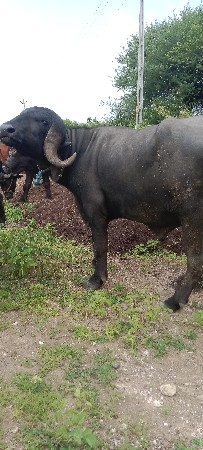 પાડો વેચવાનો છે