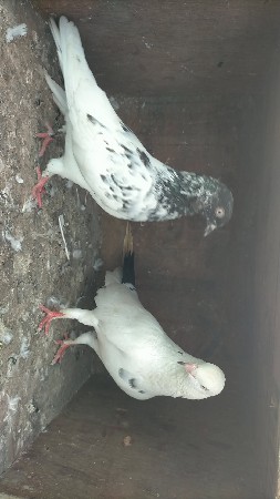 બધા દેવા ના છે