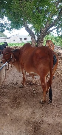 ગીર ગાય વેચવાની છે.
