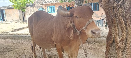 ગાય વેચવાની છે.
