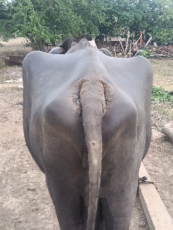 ભેંસ વેચવાની છે