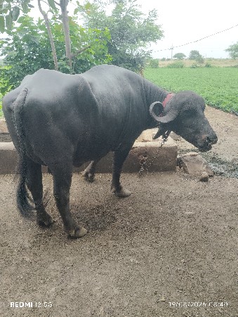 બે ભેસ