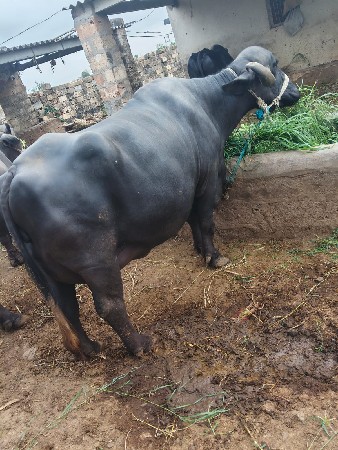 ભેંસ વેચવાની છે