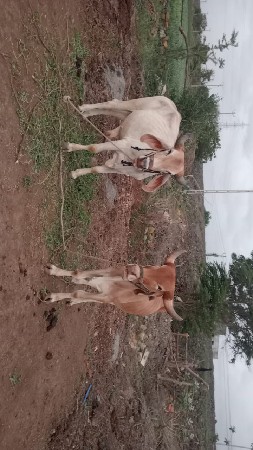 એક વાણી ના છે