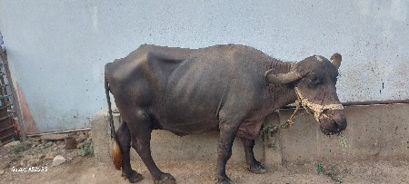 વેચવા ની છે