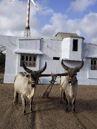 ગોઢલા - બળદ વેચવાના છે