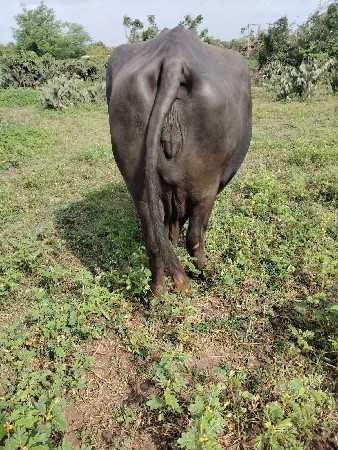 ગઢવી
