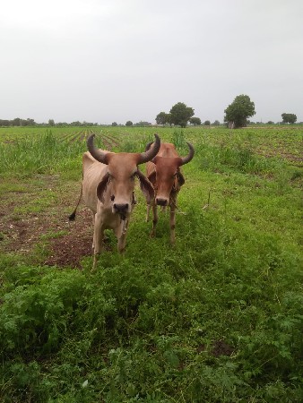 સાટા કરવાના છે