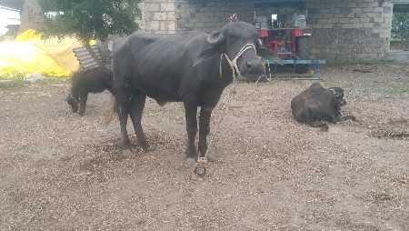 ખડેલીયુ વેચવાની છે