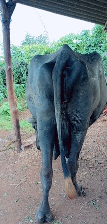 ભેસ