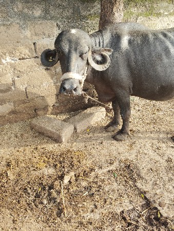 ભેસ વેચવાની છે