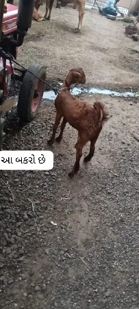 એક બકરી છે ને એક બકરો છે