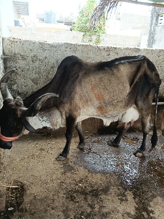 દેશી ગાય વેચવાની છે