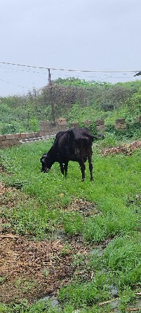 બોડી ગાય ક્રોસ વેચવાની છે