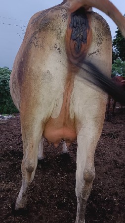 ગાય વેચવાની છે