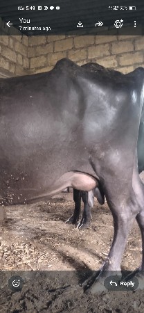 ભેસ વેચવાની છે