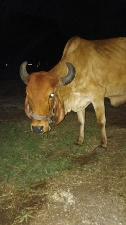 વેચવાની