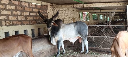 આખલો વેચવાનો છે