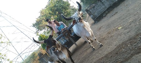 બળદ વેશવાના છે