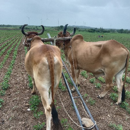 બડદ. વેચવાના. છે