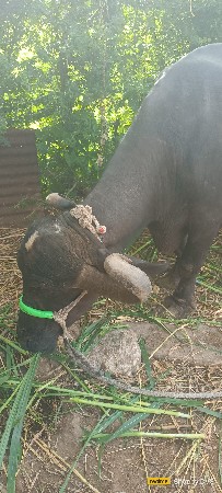 ભેંસ વેચવાની છે 4 વંતર