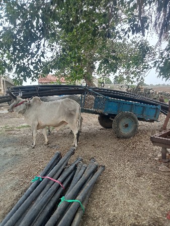 બળદ વેચવાના છે