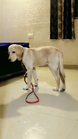 (American / Working Line Labrador)