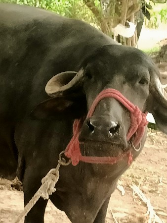 ભેંસ વેચવા ની છે