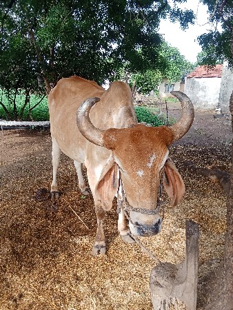 બળદ ઘોઠલો વેચવાનો છે