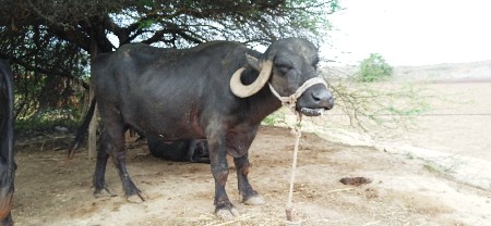 ભેંસ વેચવાની છે