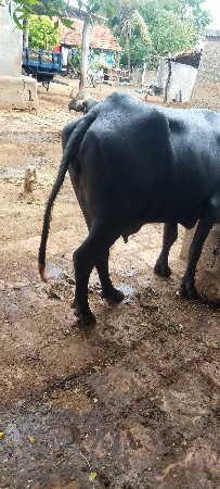 વેશવાનીછે