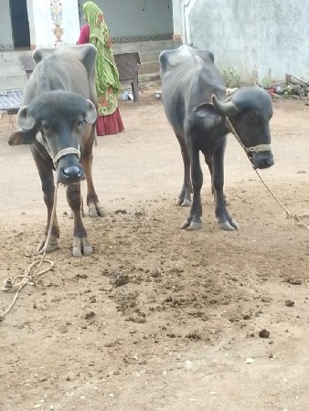 દેવભૂમિ દ્વારકા જિલ્લો ભાણો તાલુકો