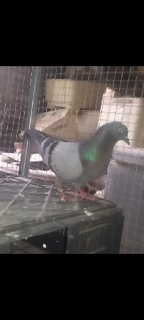 kabutar
