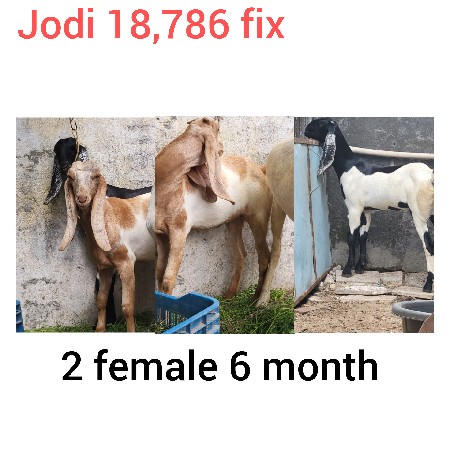 rajeshthani bachali ne bakri