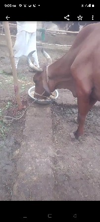 7 મહિના ગાભની સે
