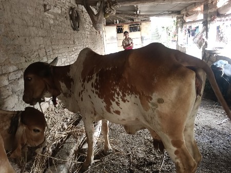 ગાય