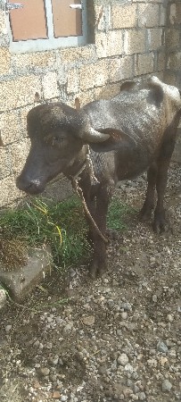 જાફરાબાદી પાડો વેચવાનો નો છે