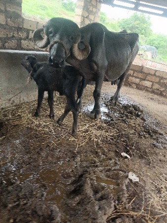 ત્રીજુ વેતર વીયાણલ નીચે પાડો દુધ