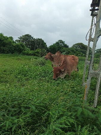 બળદ વેશવા ના છે