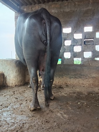 ભૈસ ત્રિજુ વેતર