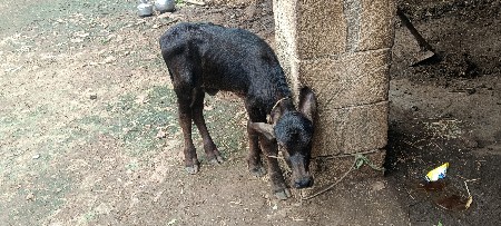 પાડો વેચવાનો છે