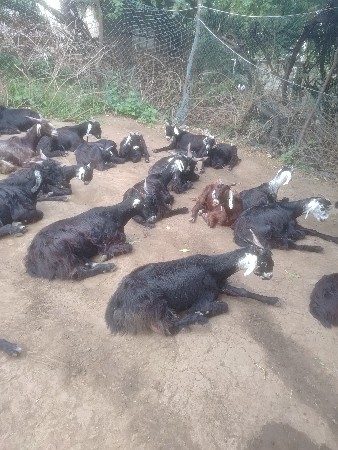 વેચવાના છે