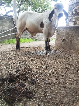 ગીર વાસડો વેસવાનો સે