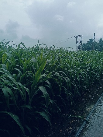 જુવાર વૅચવાની છૅ