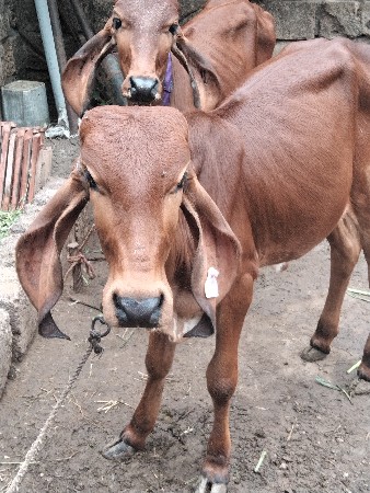 2 ગીર વાછડી વેચવાની છે