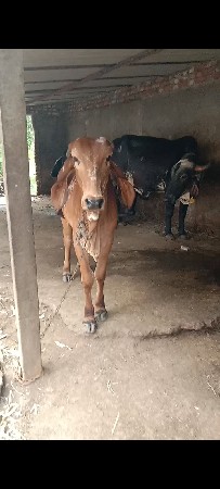 ગીર કાબરી ઓડકી છે