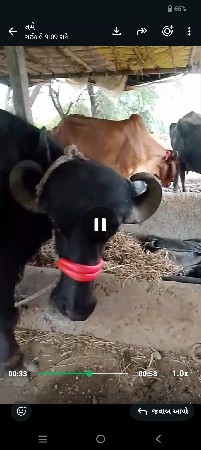 ભેંસ વેચવાની છે